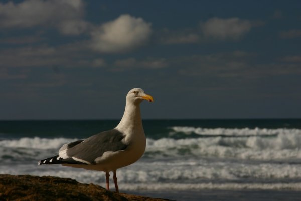 Seagull