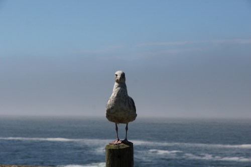 Bird