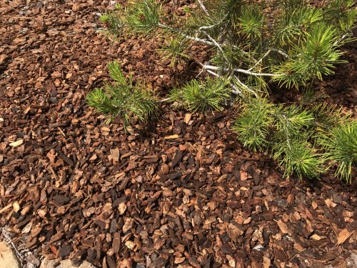 add mulch