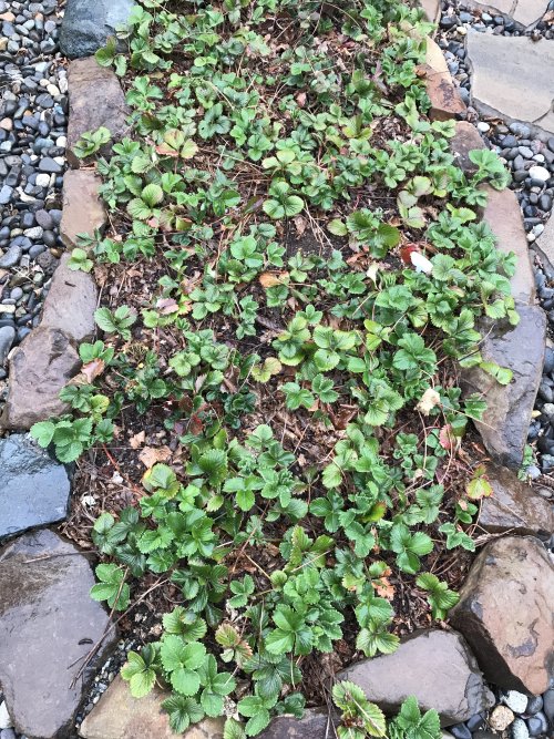 strawberries in spring