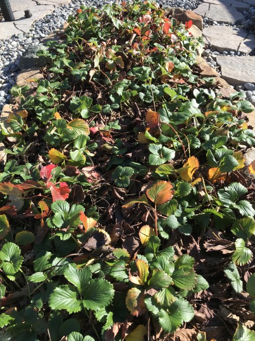 strawberries in winter