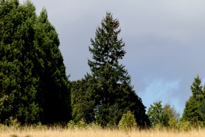 focal length 200