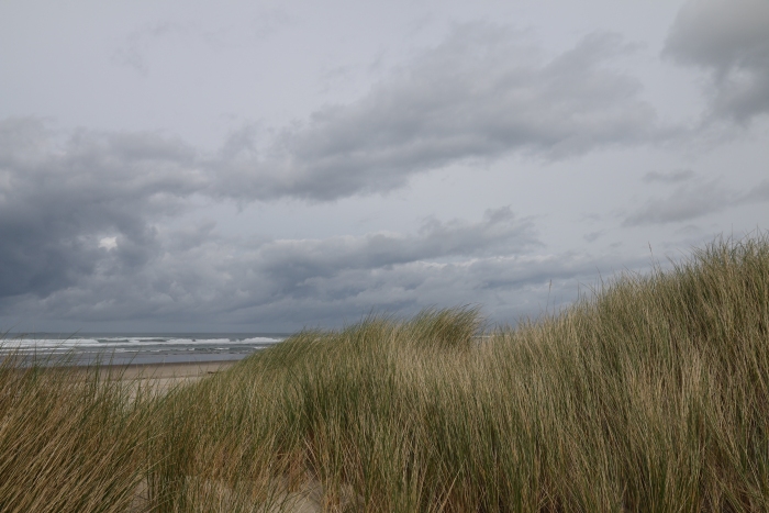 Cloudy sea grasses