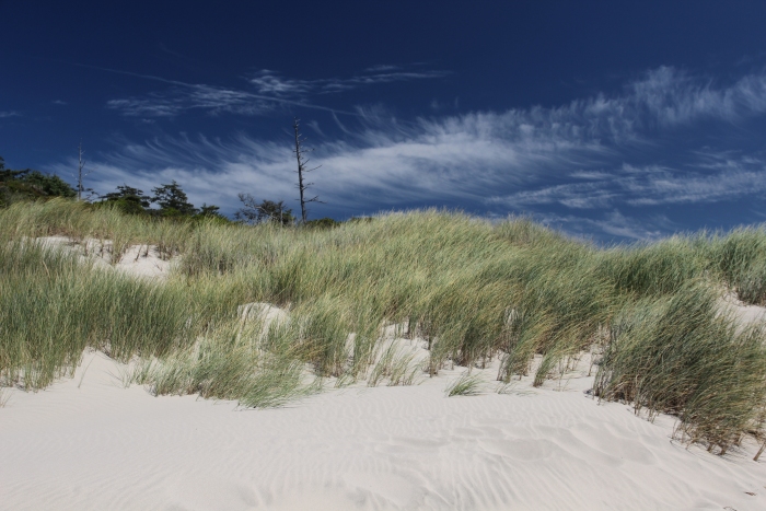 Sunny sea grasses