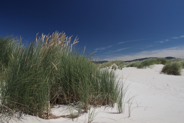 Sunny sea grasses