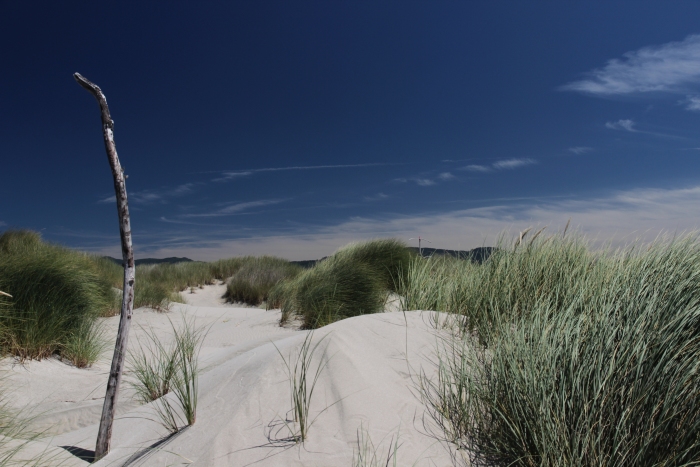 Sunny sea grasses