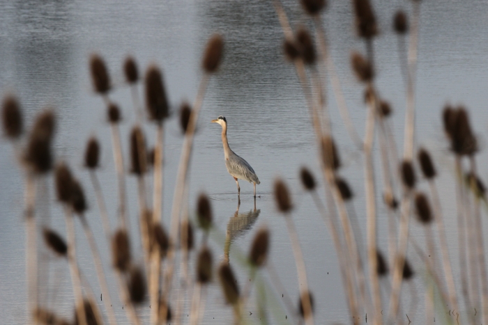 Crane