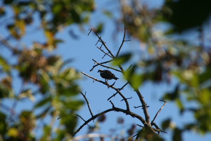 Osprey