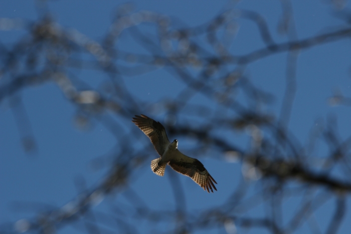 Osprey